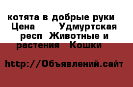 котята в добрые руки › Цена ­ 1 - Удмуртская респ. Животные и растения » Кошки   